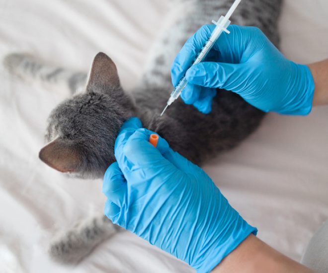 Veterinarian giving an injection to striped gray cat in home. Health care domestic animal.